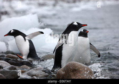 I pinguini permanente sulla spiaggia rocciosa e litorale in gentoo colonia di pinguini su de Cuverville Island antartide Foto Stock