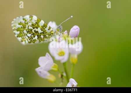 Punta arancione farfalla sulla cuculo fiore in un prato di pennini in primavera Foto Stock