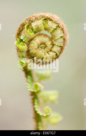 Fern frond appena iniziando a si distenda in primavera Foto Stock