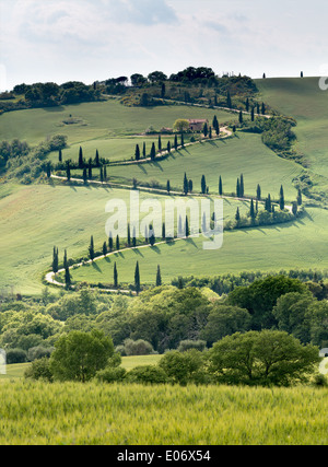 Curve e cipressi lungo una strada nelle colline toscane vicino al Foce Foto Stock