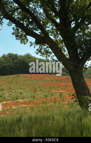Grande Quercia albero che cresce in un campo di papavero in Toscana, Italia Foto Stock