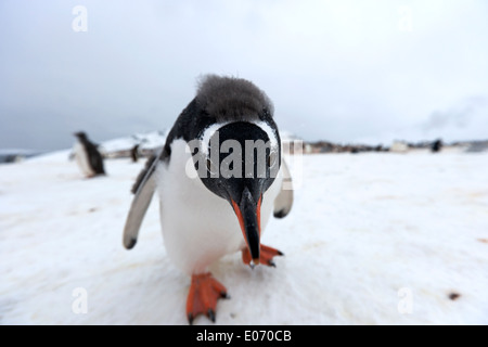 Pinguino in gentoo colonia di pinguini su de Cuverville Island antartide Foto Stock