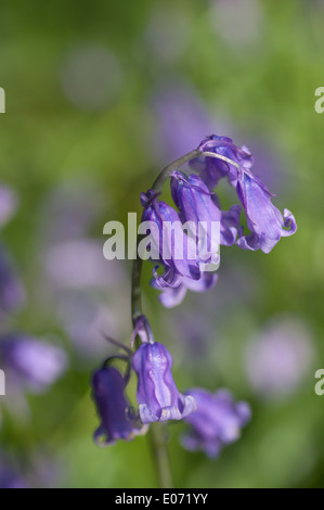 Single bluebell flower spike con altri bluebells come sfondo bokeh di fondo e copia di spazio al di sopra Foto Stock