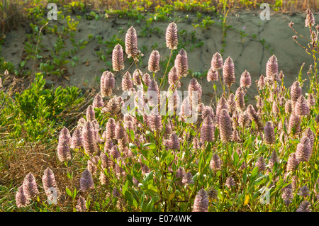 Ptilotus exaltatus, Viola Mulla Mulla al carenaggio Beach, il Kimberley, Australia occidentale, Australia Foto Stock