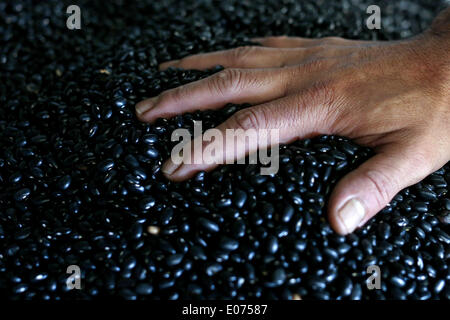 (140505) -- SAO PAULO, 5 maggio 2014 (Xinhua) -- Immagine presa il 2 Maggio 2014 mostra un chef fagioli di prelievo per preparare feijoada, in un ristorante a Sao Paulo, Brasile. Conosciuta per i suoi paesaggi, il calcio e il carnevale, il Brasile offre anche una vasta cucina che mescola indigeni, Europei e sapori Africani. Una parte importante della gastronomia brasiliana comporta il barbecue e grill, nonché l'utilizzo di carne, pollame, pesce e frutti tropicali. A causa del vasto territorio brasiliano e ci sono un sacco di regionali di piatti tradizionali, ancora la feijoada' è considerato il principale piatto nazionale. Alcuni dei più laborato Foto Stock