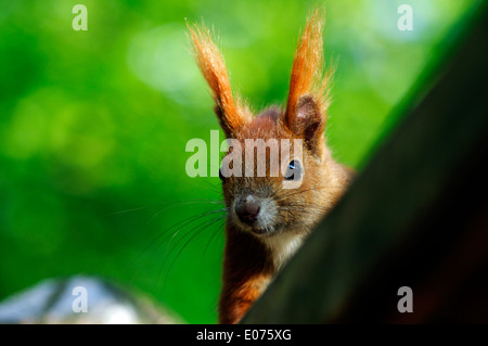 A red squirrel (Sciurus vulgaris) in Berlin, Germany Foto Stock