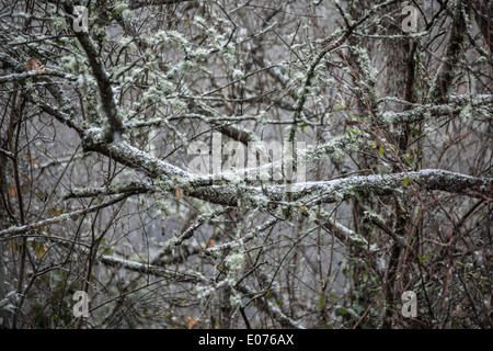 I rami degli alberi ricoperti di licheni e muschi Foto Stock