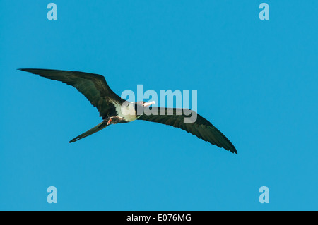 Femmina minore Frigate Bird in volo a Lacepede Islands, il Kimberley, Australia occidentale, Australia Foto Stock