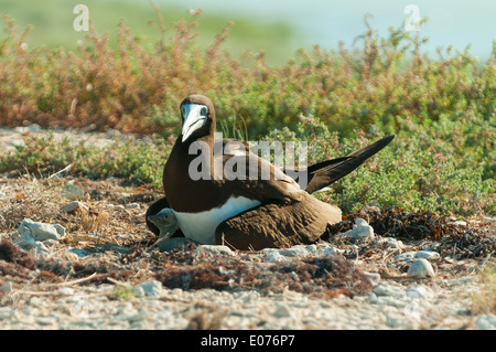 Brown Booby e Chick a Lacepede Islands, il Kimberley, Australia occidentale, Australia Foto Stock