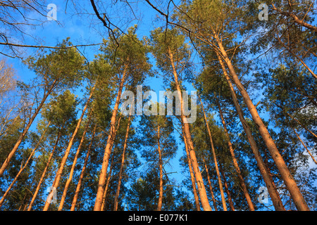 Cerca fino a primavera pineta struttura ad albero per la tettoia. sotto il cielo blu. Vista dal basso ampio angolo di sfondo Foto Stock