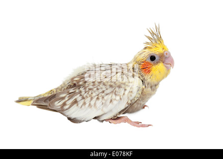 Un giovane cockatiel (Nymphicus hollandicus) bird isolati su sfondo bianco Foto Stock