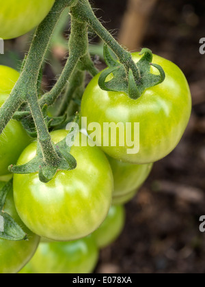 Acerbi verde pomodori ciliegia maturazione / crescente sulla vite Foto Stock