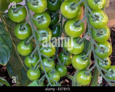 Acerbi verde pomodori ciliegia maturazione / crescente sulla vite Foto Stock