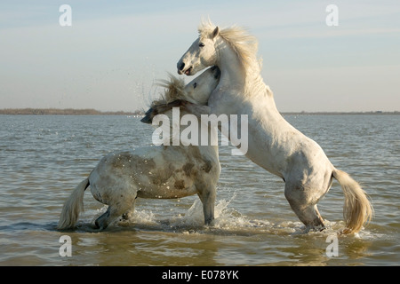 Cavalli Camargue, stalloni, sparring in acqua Foto Stock