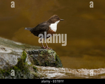 Bianco-throated bilanciere su roccia da stream Foto Stock