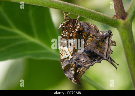 Pavimento in marmo Leafwing butterfly Foto Stock