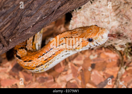 Un rosso serpente di mais profumati per alimenti Foto Stock