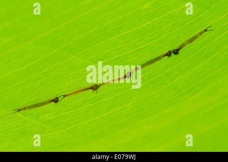 Giovani larve della farfalla Civetta Foto Stock