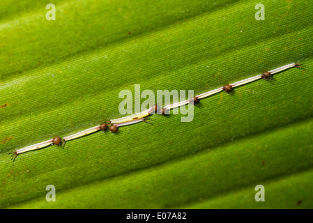 Giovani larve della farfalla Civetta Foto Stock