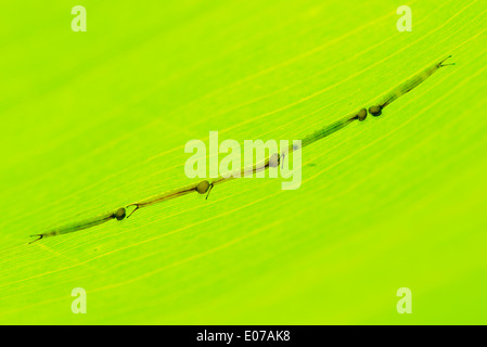 Giovani larve della farfalla Civetta Foto Stock