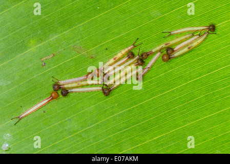 Giovani larve della farfalla Civetta Foto Stock