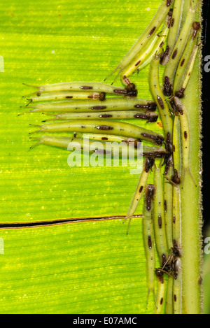 Giovani larve della farfalla Civetta Foto Stock