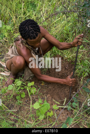 Donna boscimane di scavare per cercare il tubero, Tsumkwe, Namibia Foto Stock