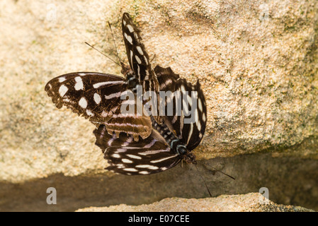 Una coppia di accoppiamento marinaio comune butteflies Foto Stock