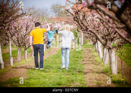 I genitori a giocare con il toddler boy in un frutteto con alberi di ciliegio, Austria Foto Stock