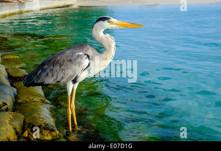 Grigio Chiron sulla spiaggia. Maldive Oceano Indiano. Foto Stock