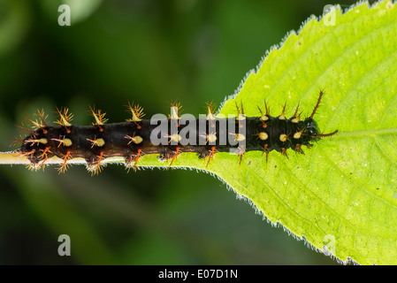 Una larva di Rusty-Pagina punta butterfly Foto Stock