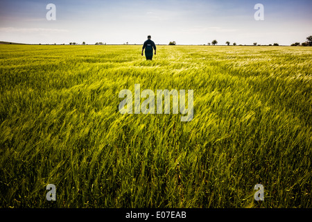 Un uomo solitario a piedi in un grande campo verde Foto Stock