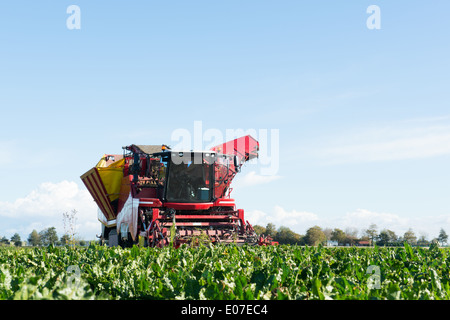 La raccolta delle barbabietole da zucchero dai campi Foto Stock