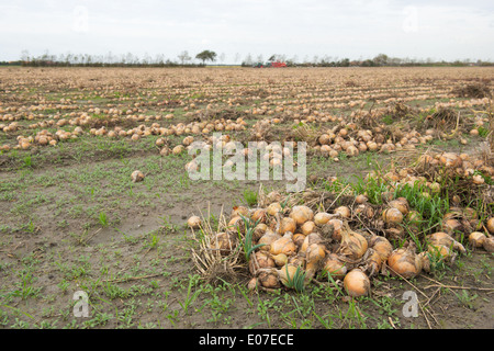 Il raccolto di cipolle in agricoltura i campi olandesi di Sealand Foto Stock