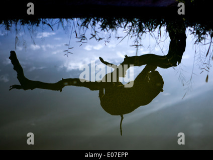 La riflessione di una selvaggia africana di Leopard nella struttura ad albero, l'Okonjima, Namibia Foto Stock