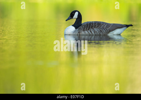 Canada Goose Branta canadensis, adulto, Nuoto Il laghetto, Starcross, Devon, Regno Unito in aprile. Foto Stock