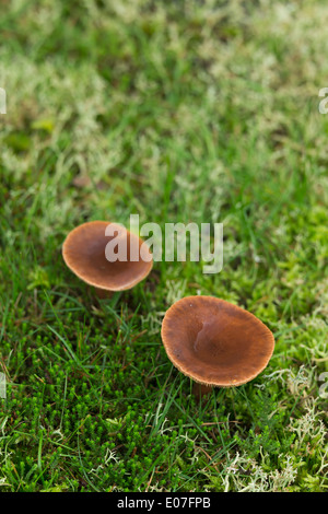 Rufous milkcap Lactarius rufus, crescendo nella pineta di pino silvestre con muschi, licheni e erba, Brownsea Island, Dorset, Regno Unito nel mese di ottobre. Foto Stock