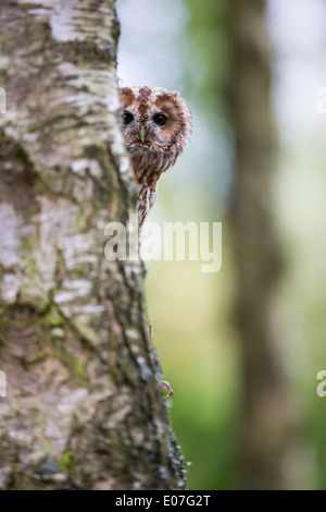 Allocco Strix aluco (prigioniero), maschio adulto, il peering intorno all albero nel bosco, Hawk Conservancy Trust, Hampshire nel mese di settembre. Foto Stock