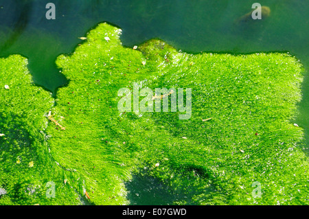 Fiume alghe sospese durante la fioritura Foto Stock