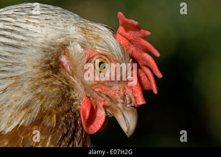 Grigio argento Dorking. primo piano della testa Foto Stock