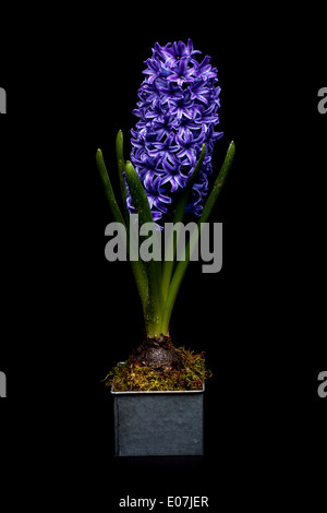 Bella giacinto blu isolate su uno sfondo nero Foto Stock