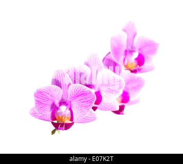 Viola Bianco phalaenopsis orchid fiori isolati su sfondo bianco Foto Stock