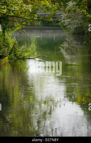 Fiume Wandle, Londra. Il 5 maggio, 2014. Molla verde fogliame sulle rive del Wandle nel caldo sole di credito: Malcolm Park editoriale/Alamy Live News Foto Stock