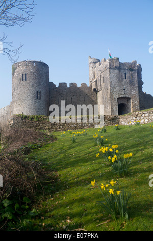 Manorbier Castle in primavera con i narcisi in primo piano Pembrokeshire West Wales UK Foto Stock