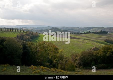 Verticale nelle colline toscane vicino a Asciano Toscana Italia Foto Stock