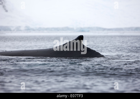 Humpback Whale sollevando la sua pinna dorsale al di sopra della superficie di wilhelmina bay Antartide Foto Stock