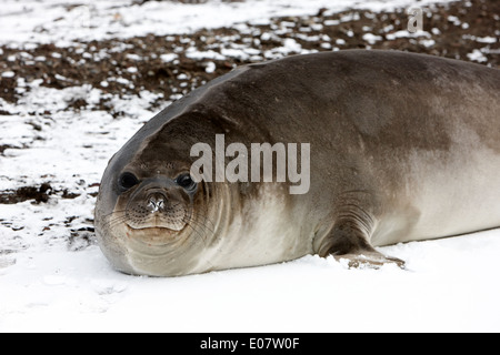 I capretti 2 anno vecchia guarnizione di elefante hannah punto livingstone island Antartide Foto Stock