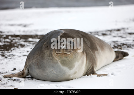 Giovane 2 anni cucciolo elefante foca hannah punto livingstone isola Antartide Foto Stock