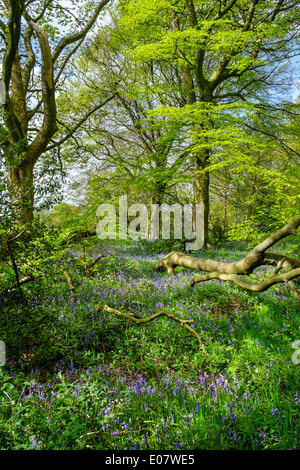 Bluebell wood su un sentiero pubblico vicino Holmfirth, Holme Valley, West Yorkshire, Inghilterra, Regno Unito Foto Stock