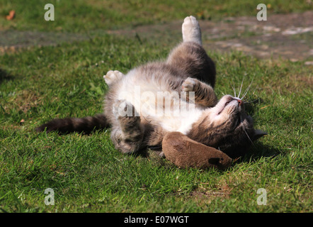 Tabby cat giocando con mouse giocattolo Foto Stock